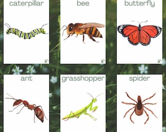 Schede didattiche Minibeast