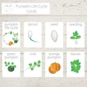 Pumpkin Life Cycle Flashcards