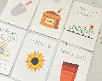 Sunflower Flashcards