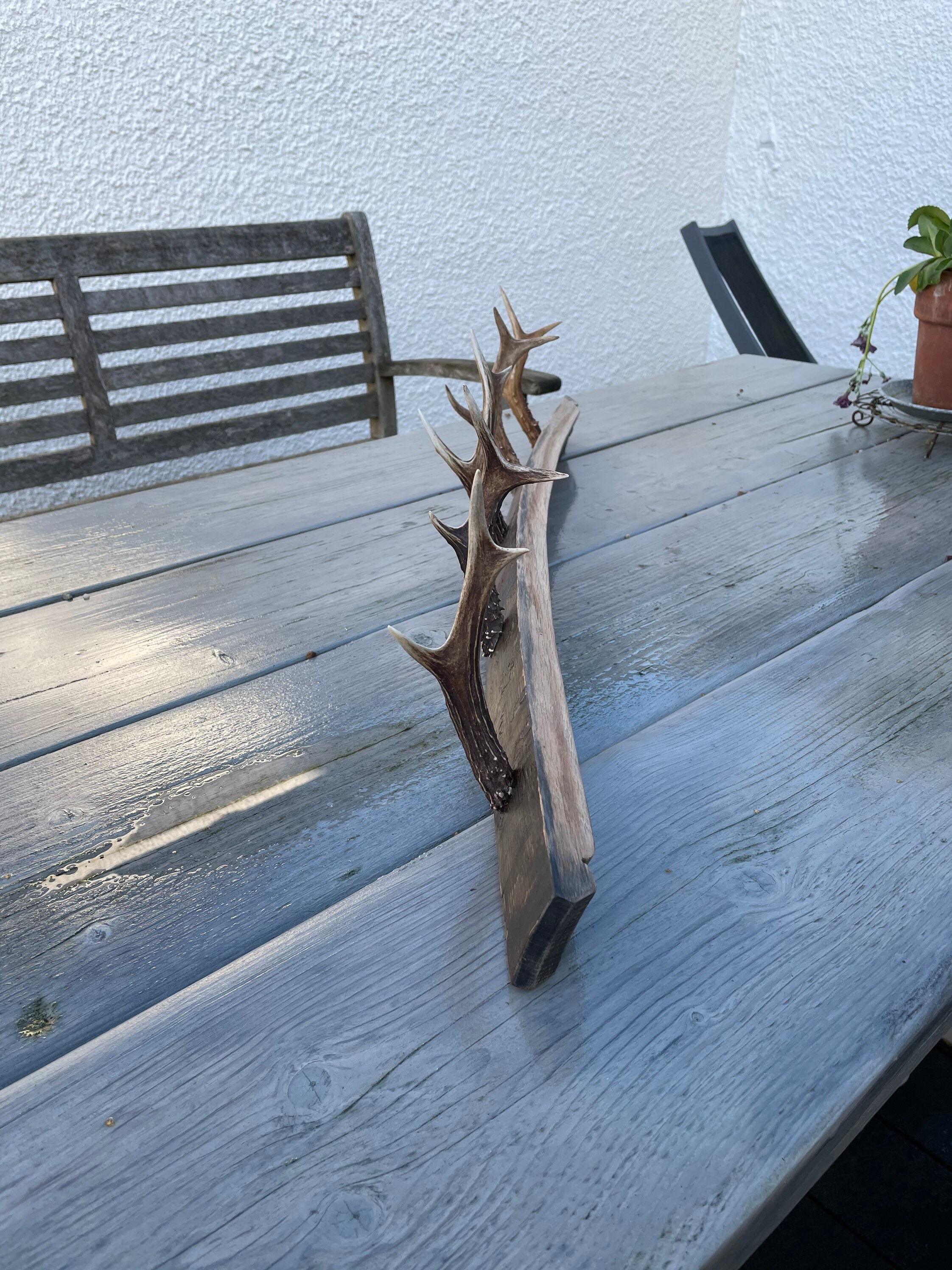 Deer antler coat hooks mounted on full whisky barrel stave Etsy