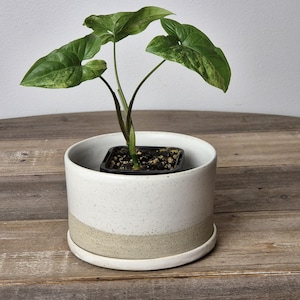 May include: A variegated plant with green and yellow leaves in a white ceramic pot with a beige band. The pot has a matching saucer.