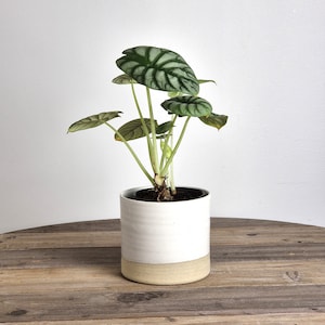May include: A houseplant with large, green and silver patterned leaves in a white ceramic pot with a beige rim. The plant is sitting on a wooden table.