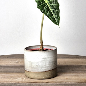 May include: A white ceramic planter with a light brown rim, holding a green plant with large, dark green leaves. The planter is sitting on a wooden surface.