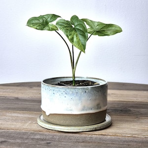 Peut inclure: Une petite plante verte aux feuilles panachées dans un pot en céramique blanc avec un glaçage bleu. Le pot a une soucoupe assortie.