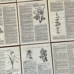 May include: A collection of vintage pages from a book about gardening. The pages feature black and white illustrations of plants and flowers, along with text about their care and cultivation. The text includes titles like "The Dictionary of Gardening" and "An Encyclopedia of Horticulture".
