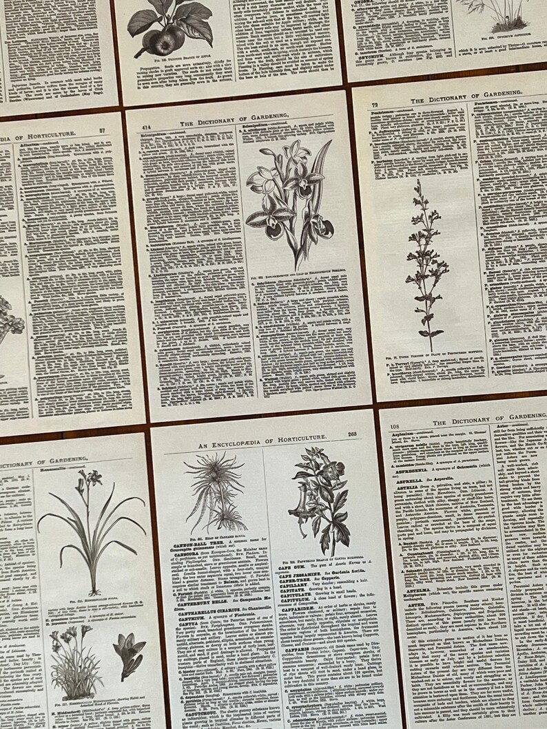 May include: A collection of vintage pages from a book about gardening. The pages feature black and white illustrations of plants and flowers, along with text about their care and cultivation. The text includes titles like "The Dictionary of Gardening" and "An Encyclopedia of Horticulture".