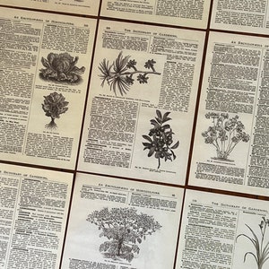 May include: A collection of vintage botanical illustrations from an encyclopedia of horticulture and a dictionary of gardening. The illustrations feature various plants, including ferns, chrysanthemums, and a variety of flowers. The text includes the names of the plants and descriptions of their characteristics.
