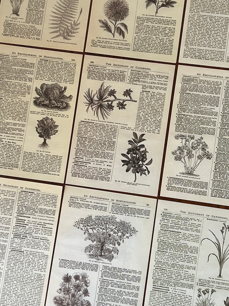 May include: A collection of vintage botanical illustrations from an encyclopedia of horticulture and a dictionary of gardening. The illustrations feature various plants, including ferns, chrysanthemums, and a variety of flowers. The text includes the names of the plants and descriptions of their characteristics.