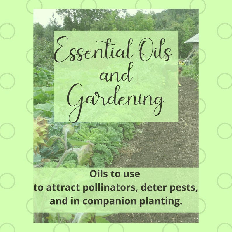 Essential Oils and Gardening Cheat Sheet / Poster / chart / Planner Companion Gardening Gardening Pests Garden Pollinators image 1