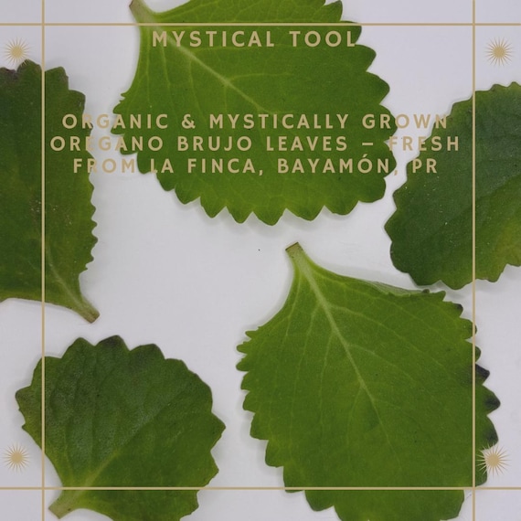 MYSTICAL TOOL:  Oregano Brujo Leaves - Organically and Mystically Grown in La Finca, Bayamón PR