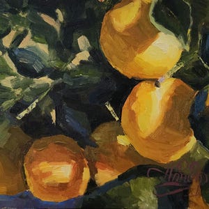 Florida Oranges