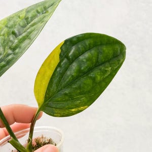 May include: A close-up shot of a plant leaf, displaying a blend of green and yellow colours. The leaf is held in a clear plastic container, revealing its detailed veining and texture. The plant's stem is visible, enhancing the natural look.