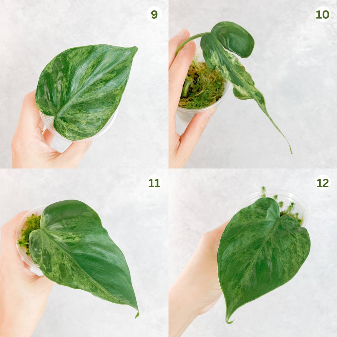 Variegated Hederaceum Heart Leaf Philodendron Rare Plants Etsy UK