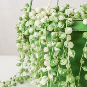 Variegated String of Pearls Cutting | rare trailing plant, variegated succulent, rare houseplant, rare variegated plant, rare plant cutting