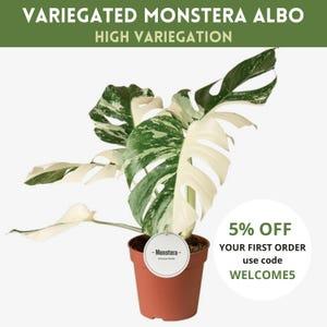 snake plant yellowing leaves Yellow Striped Snake Plant main image 1