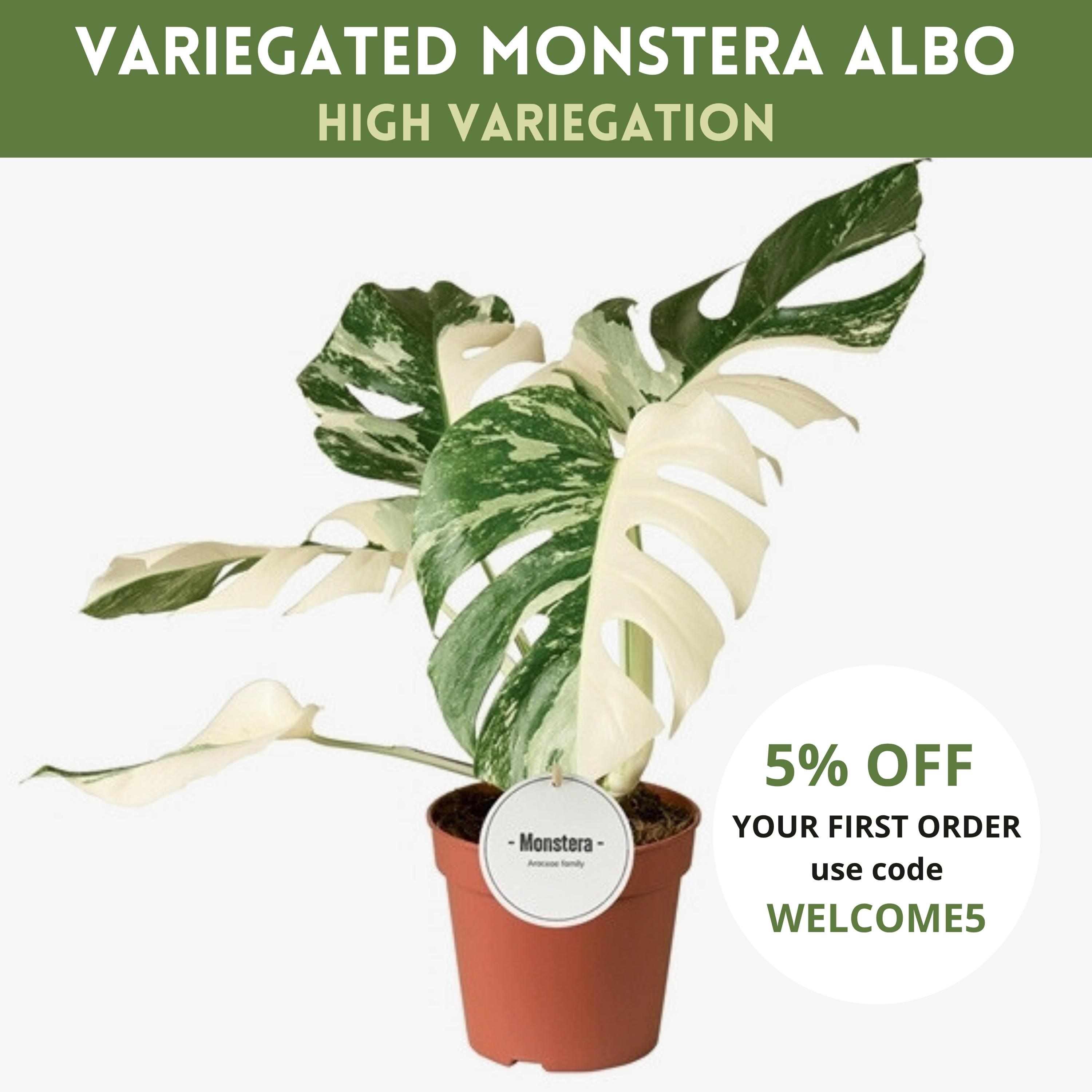 Thai Constellation Monstera Wet Stick - Etsy UK