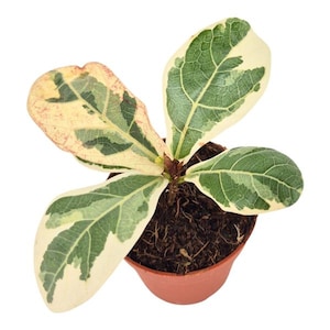 May include: A small potted plant with variegated leaves. The leaves are a mix of green, cream, and yellow, with a prominent vein structure. The plant is in a small, brown plastic pot filled with dark soil. The plant is viewed from above.