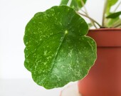 Pilea Sugar (Chinese Money Plant) Rare pancake plant, pilea peperomioides, rare house plant, variegated plant, rare plant cutting pet safe