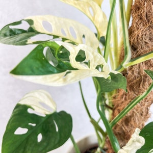 Monstera Adansonii Variegated | variegated adansonii, variegated monstera, monstera albo, variegated monstera adansonii, rare house plants,