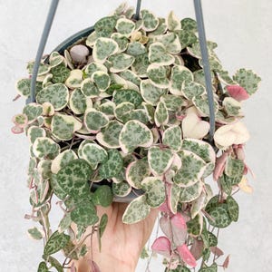 May include: A trailing plant with small, heart-shaped leaves. The leaves are green with white and pink variegation.