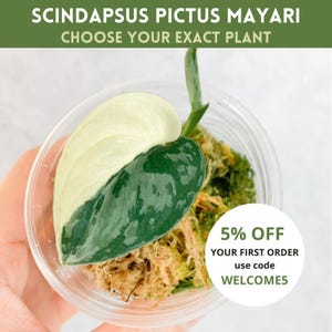 Scindapsus Pictus Mayari | rare house plant, variegated scindapsus, plant cuttings uk, scindapsus mayari, rare houseplants, variegated plant