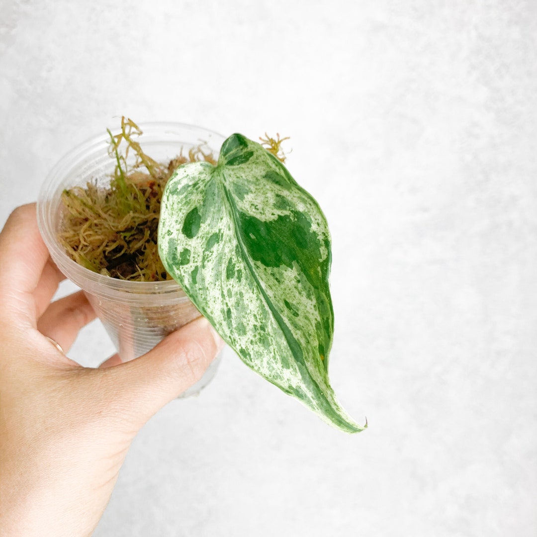 Variegated Hederaceum Heart Leaf Philodendron Rare Plants Etsy UK