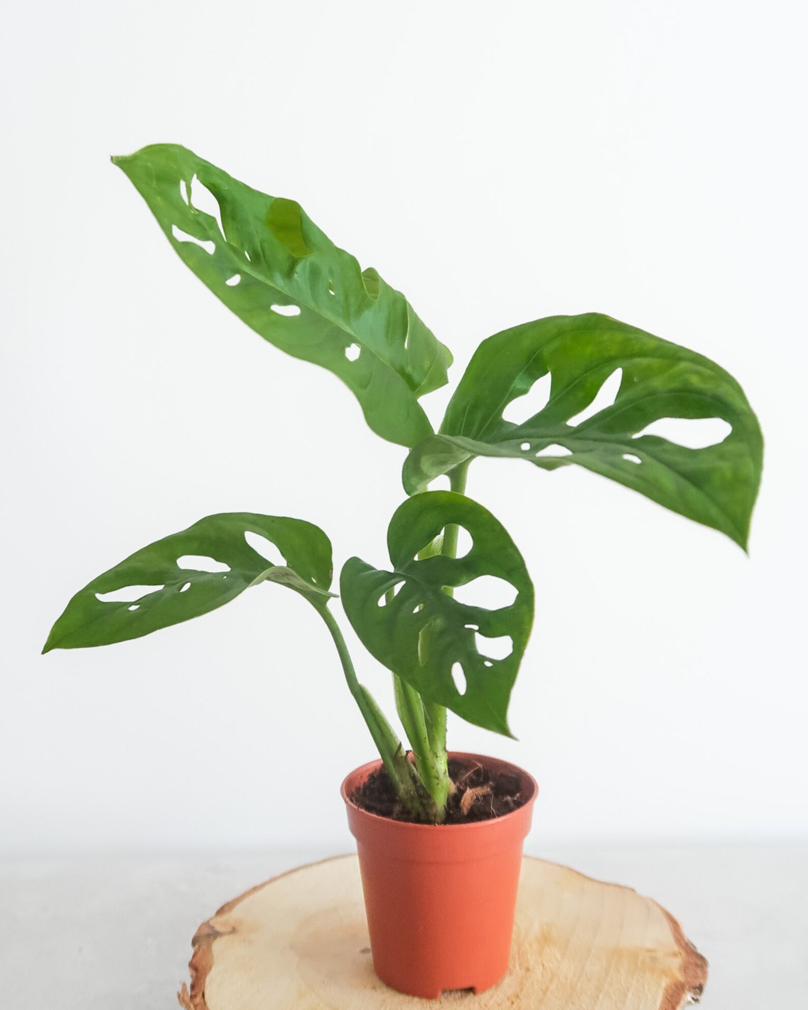 Monstera Adansonii Monkey Leaf Plant Philodendron Monkey | Etsy