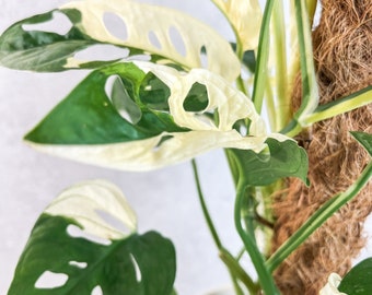 Monstera Adansonii Variegated | variegated adansonii, variegated monstera, monstera albo, variegated monstera adansonii, rare house plants,