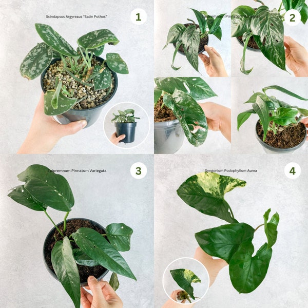 Plants for Sale Etsy UK