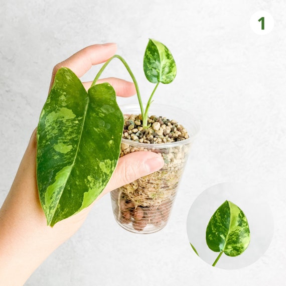 Philodendron Burle Marx Variegated Rare House Plant Uk Rare Etsy UK