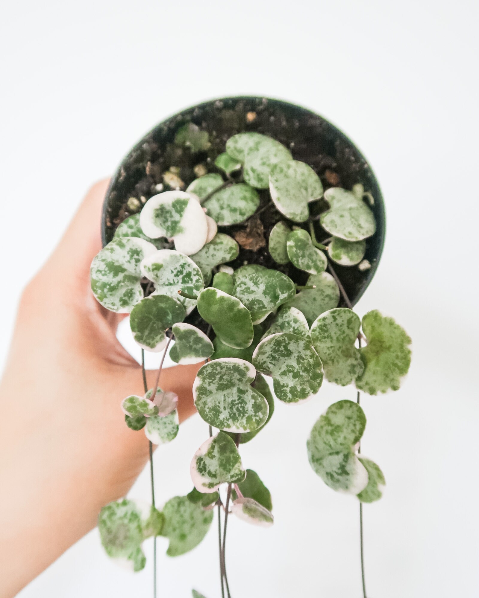 Variegated String of Hearts Rare Ceropegia Woodii Marlies Etsy UK