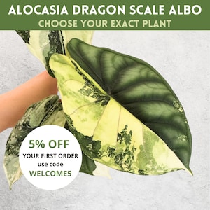 Alocasia Dragon Scale Albo Variegata | rare house plants live uk, houseplant cuttings, variegated alocasia corm, sloplants, slo plants
