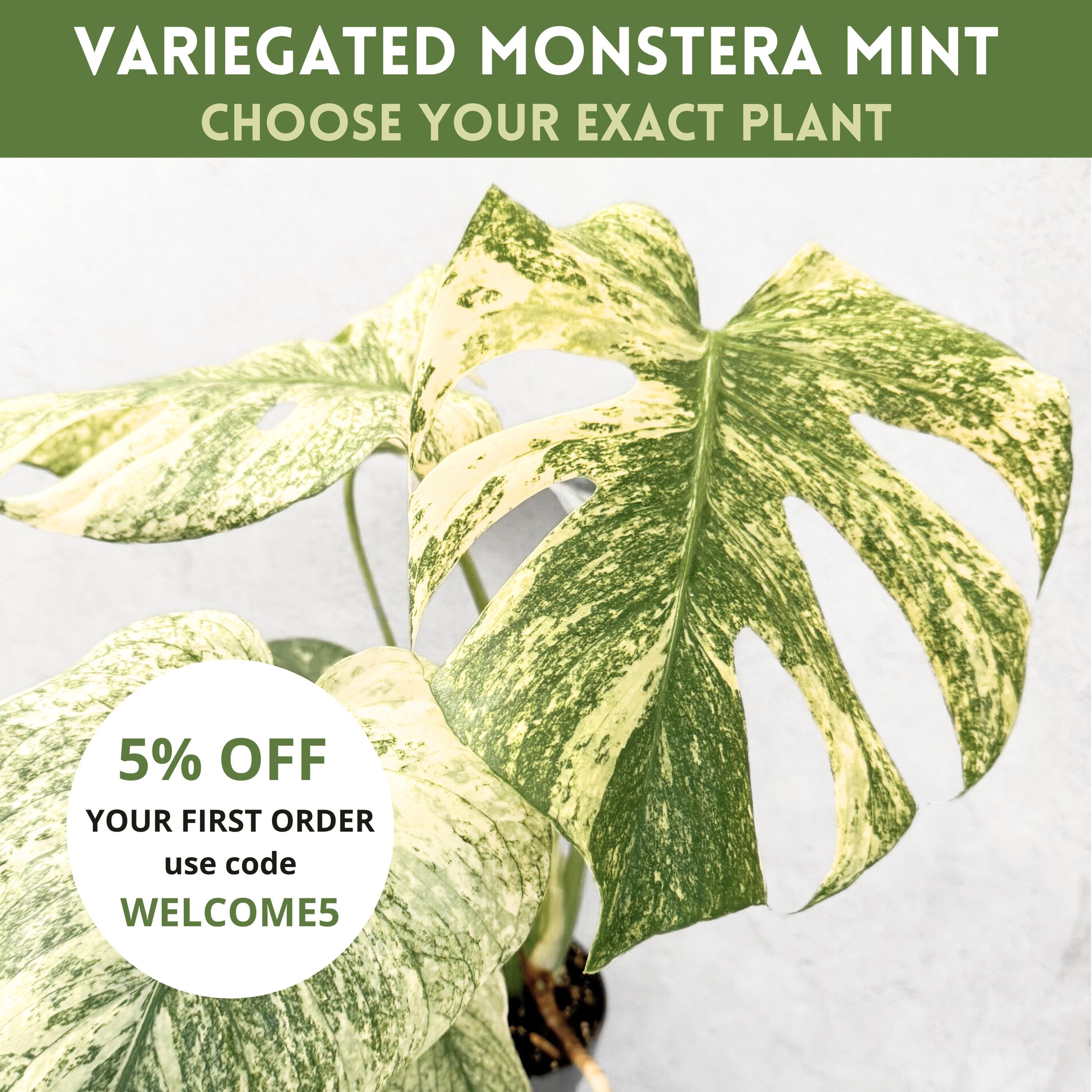 Variegated Monstera Wet Stick - Etsy UK