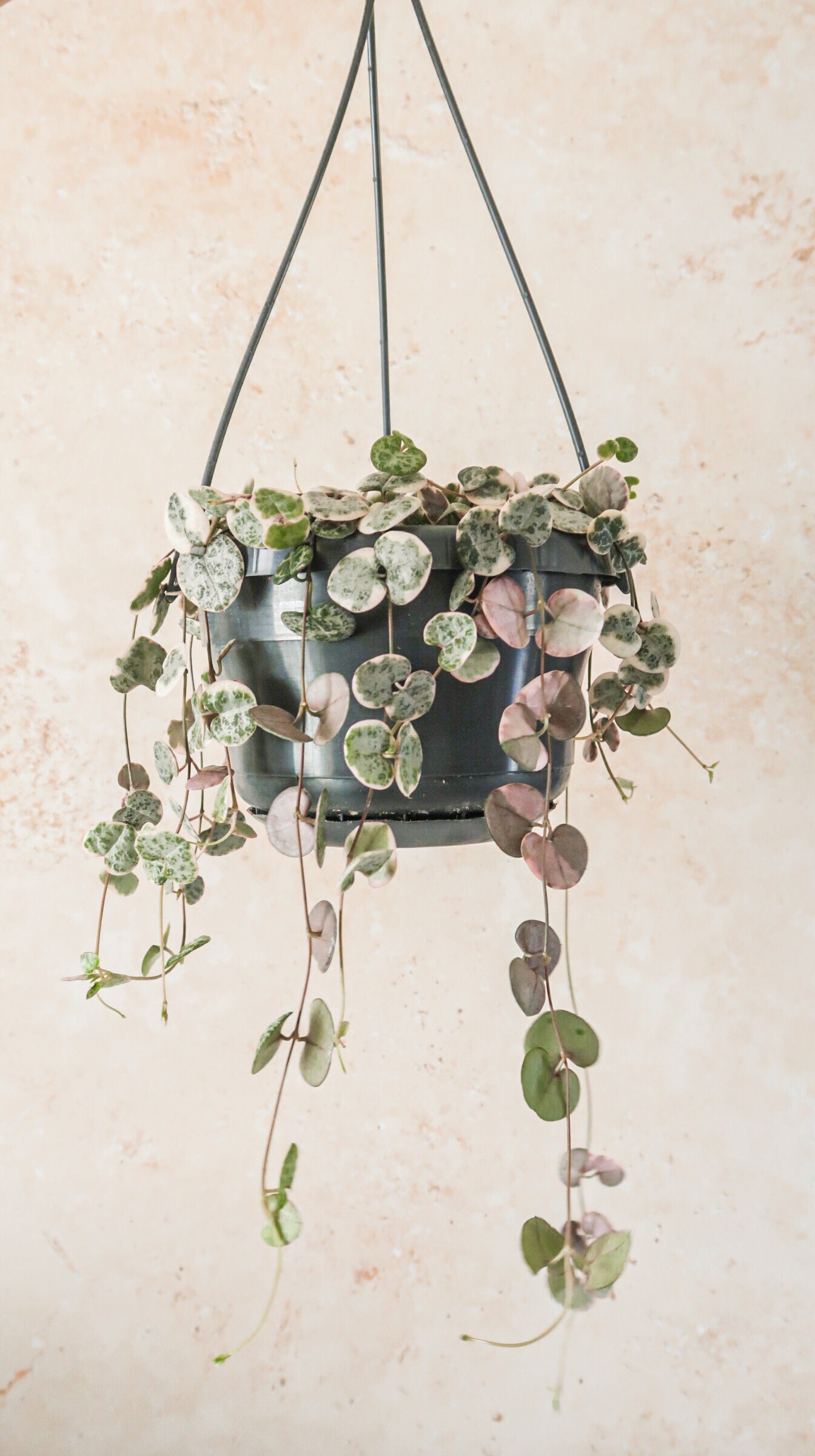 Variegated String of Hearts Rare Plants Variegated Hearts Etsy UK