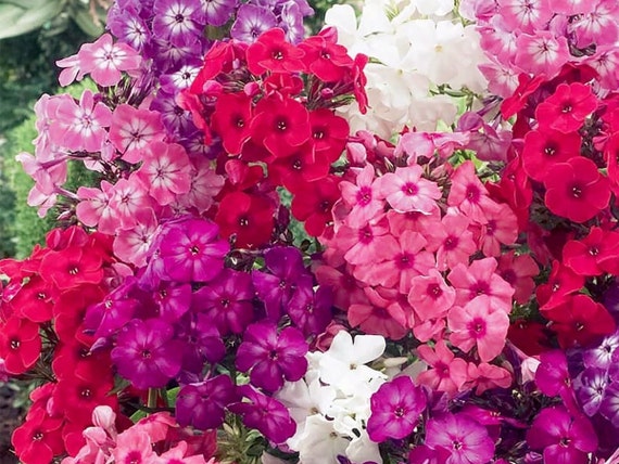 2019 100 Tri color Selten Petunie  Annual Blume Saat Zuhause Garten Schönheits 