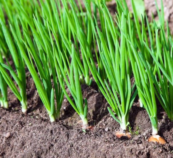 Onion Leaves Seeds Green Vegetable plant 1 Pack/ 75 Pcs Etsy