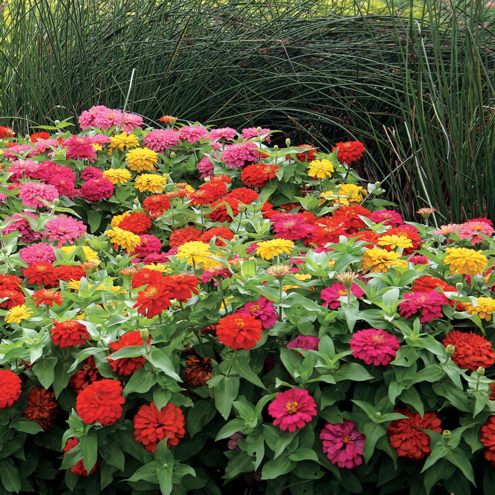 Zinnia Seeds Dwarf Flower Mix Multi Color plant 27 Pcs Etsy