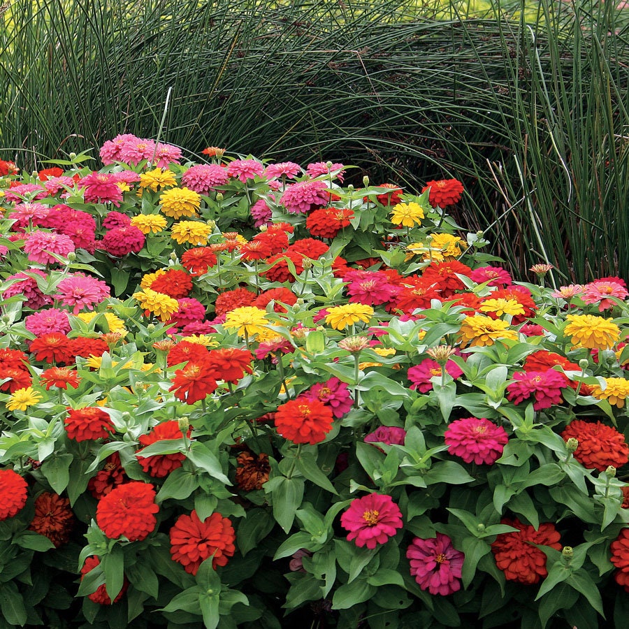 Zinnia Seeds Dwarf Flower Mix Multi Color plant 27 Pcs Etsy