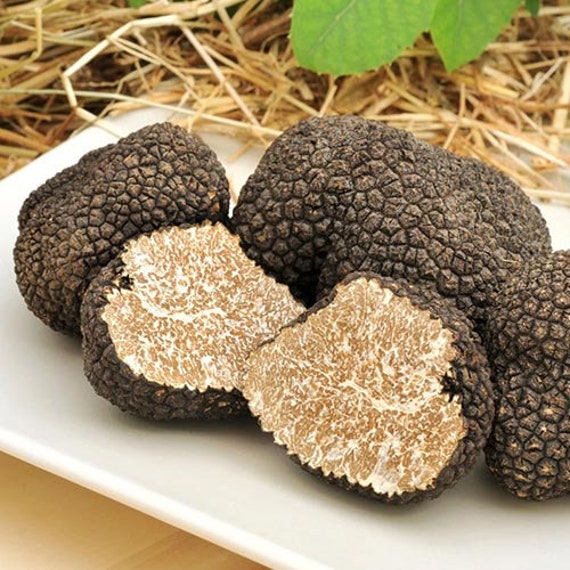 Black Truffle Seeds Garden Design 0.18 OZ Etsy