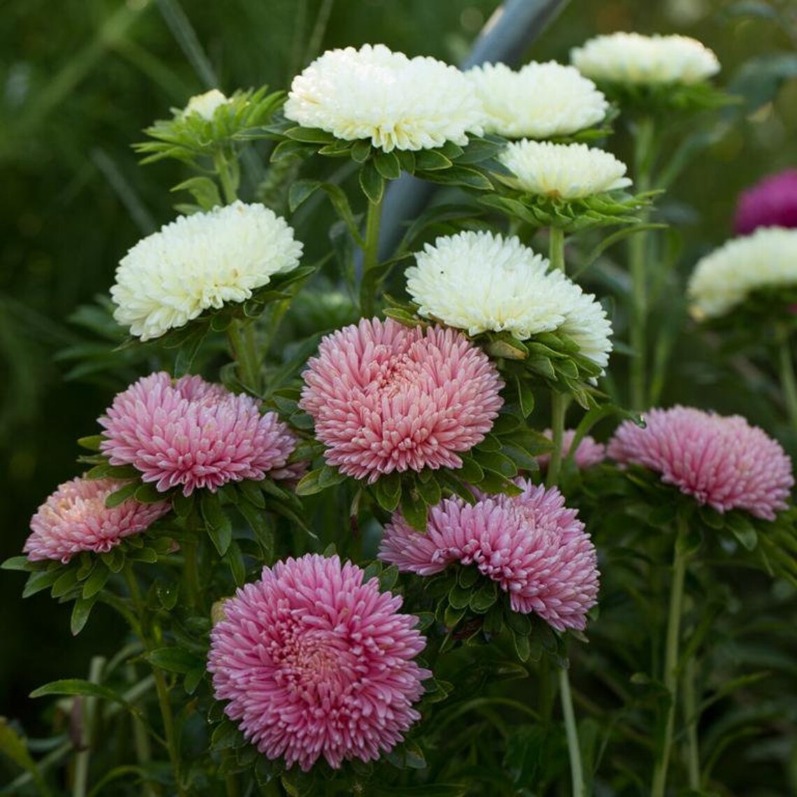 Aster Giant Flower Seeds Multi color California plant 75 Pcs Etsy