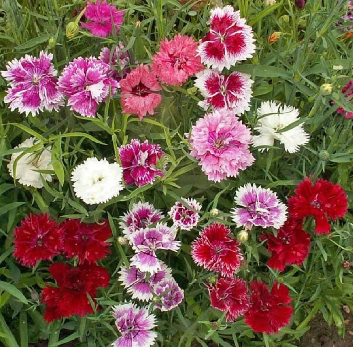 Chinese Carnation Mix Seeds Rare Color 35 Seeds Etsy