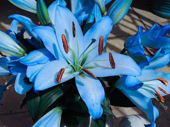 Blue Lily A Package Sky blue Lily Seeds Rare Lily Seeds make | Etsy