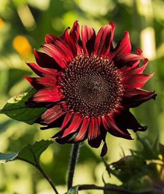 Sunflower Red Sun Flower Seeds Giant Hybrid plant 1 Pack/15 Etsy