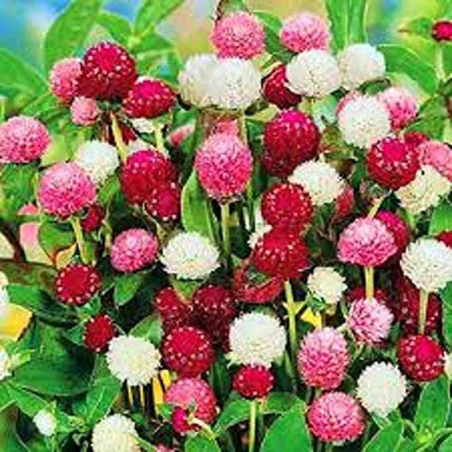 Gomphrena Mix Seeds Wildflower Anuall Plant rare seed33 Pcs Etsy