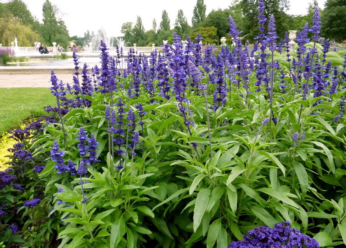 Salvia Azurea Seeds Blue Sage flower plant 1 Pack/65 Seeds Etsy