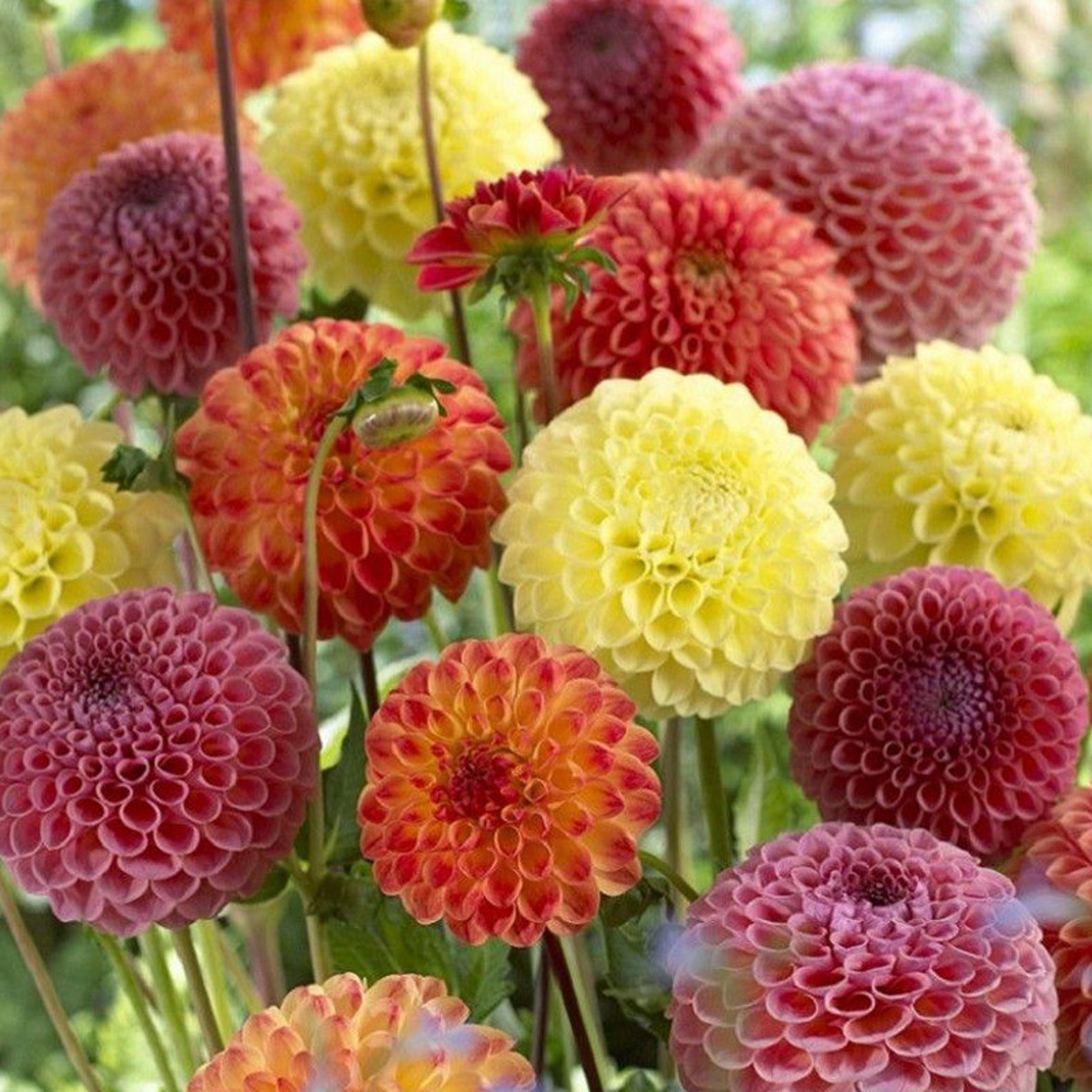 heb pompom flower heb pompom flower