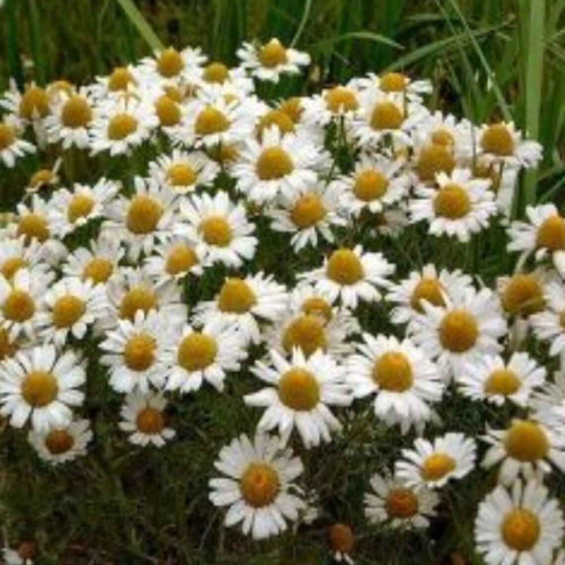 Daisy Seeds Wildflower Organic perennial plant 0.5 g Etsy