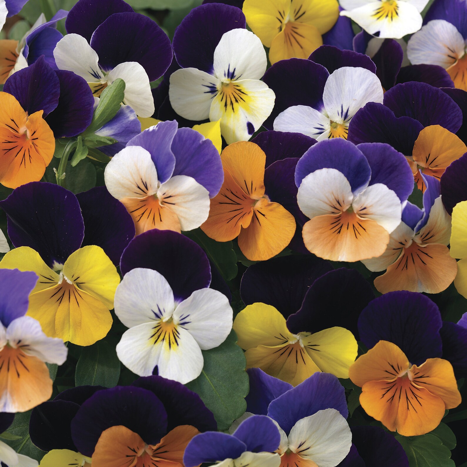 Viola Penny Mix Flower Seeds assorted annual plant 10 Pcs Etsy