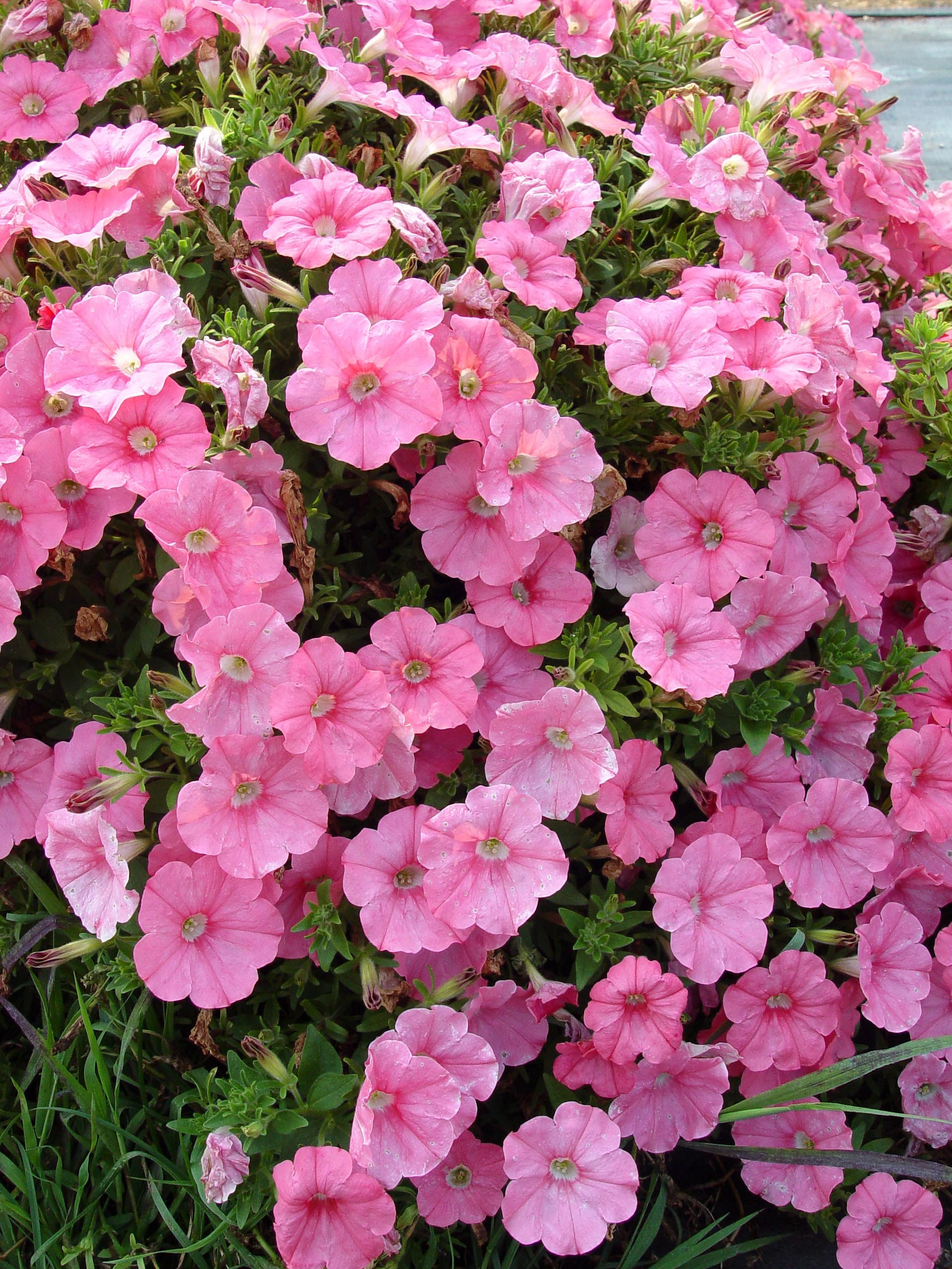 Petunia Pink Wave Flower Seeds Annual plant 10 Pcs Etsy