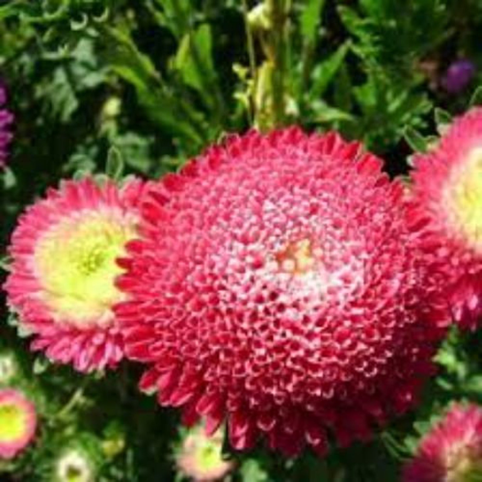 Aster Galina Flower Seeds Annual Outdoor plant 66 Seeds | Etsy